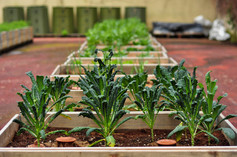 Community%20garden